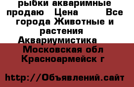 рыбки акваримные продаю › Цена ­ 30 - Все города Животные и растения » Аквариумистика   . Московская обл.,Красноармейск г.